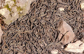 narcisse-snake-pits-1[6].jpg